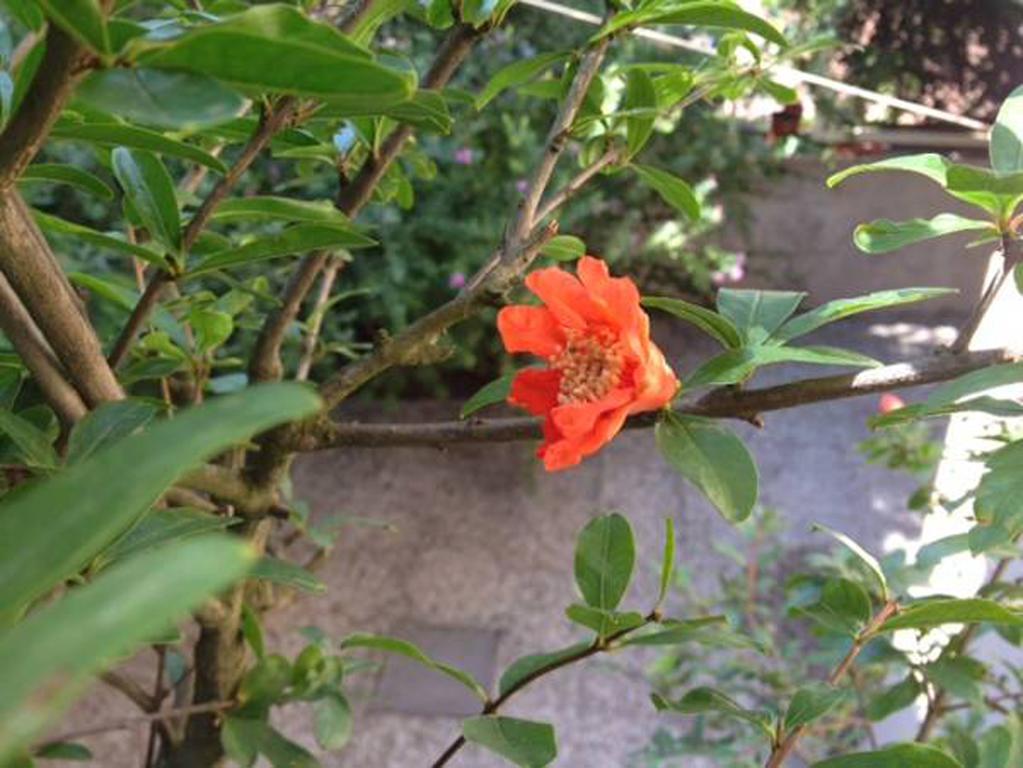 Fiori Al Vaticano68 Рим Екстериор снимка